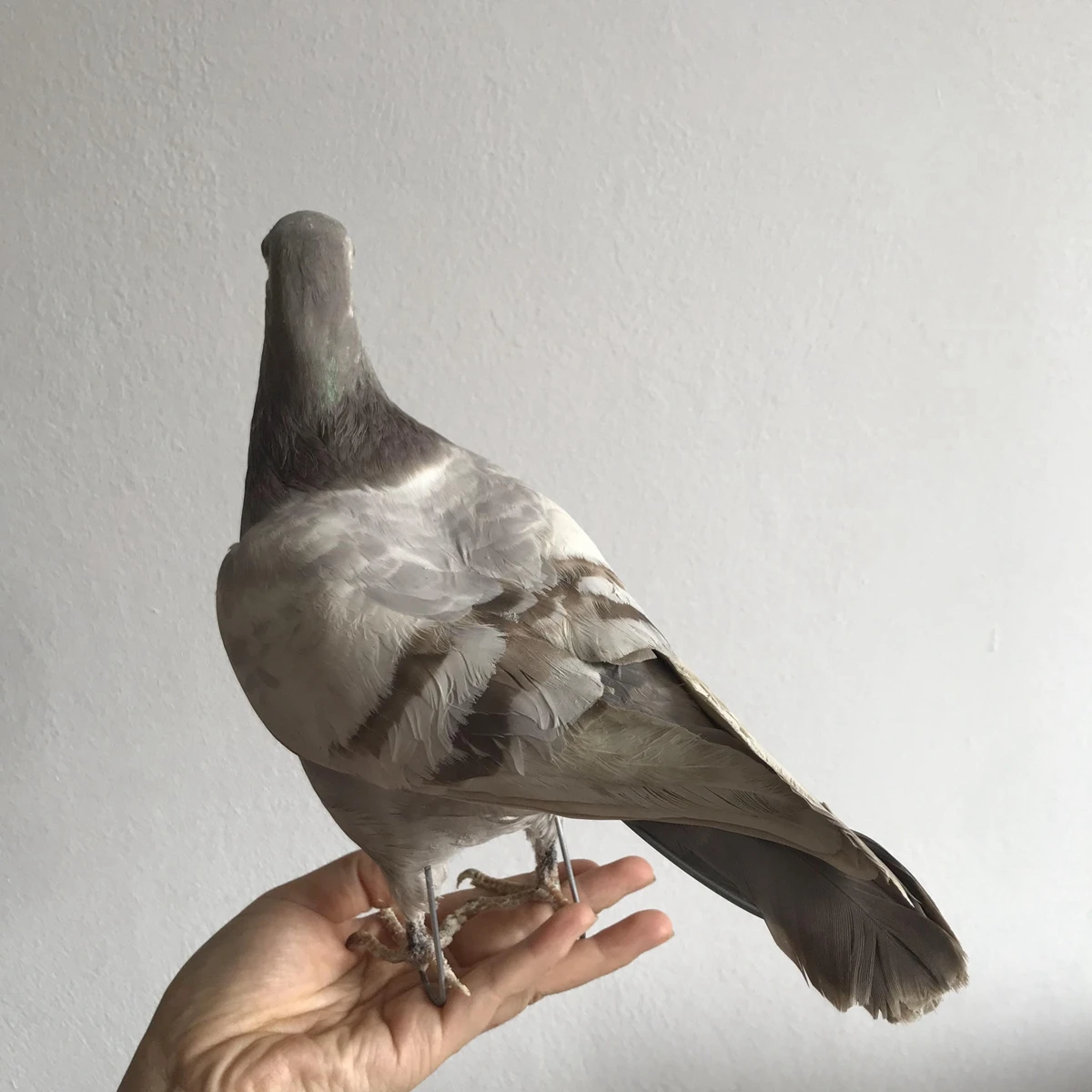 1Pcs real Taxidermy Eurasian gray pigeon Columba specimen Teaching / Decoration 4