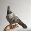 1Pcs real Taxidermy Eurasian gray pigeon Columba specimen Teaching / Decoration 4