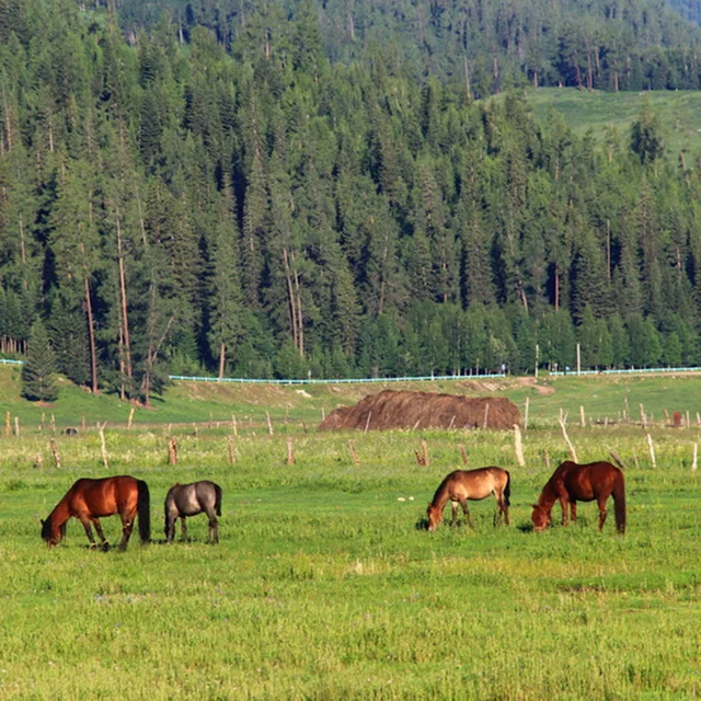 200 M/500 M Tekercs Elektromos Kerítés Kötél Piros Fehér Polywire Acél Poli Kötéllel Lóállat -Kerítéshez Ultra Alacsony Ellenállású Huzal - Image 6