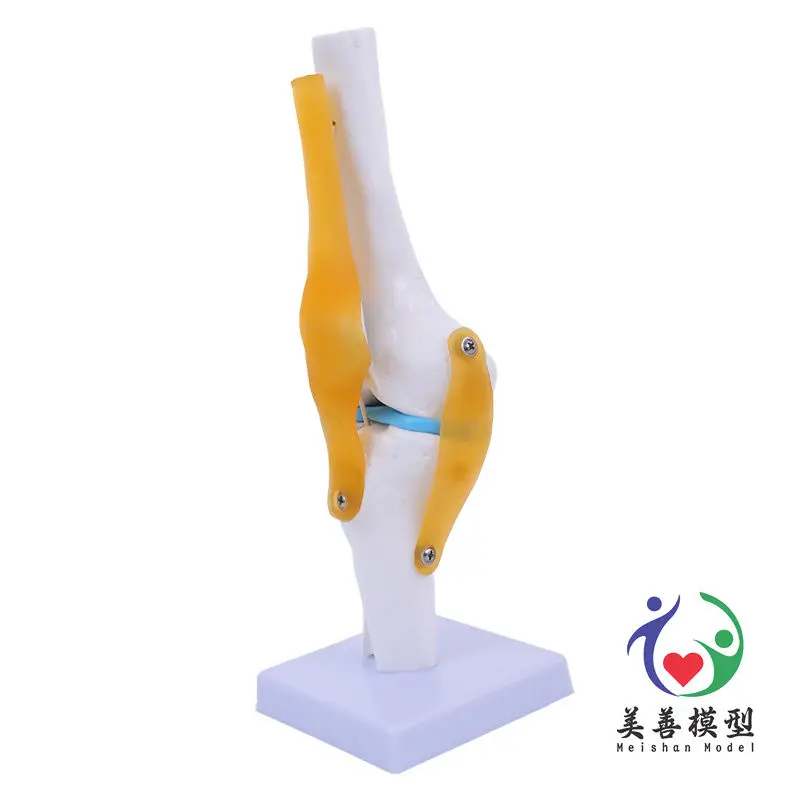 Anatomical Models Knee Model With Ligaments Human Skeleton Teaching Exercises Medical Function Display Shoulder And Neck Spine Skeleton Orthopedic