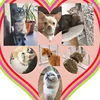 Heart Charm And Bell Cat Collar Safety Elastic Adjustable With Soft Velvet Material 8 Colors Pet Product Small Dog Collar New 3