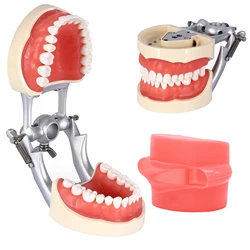 Dental Teaching Model With Removable 32pcs Tooth For Kilgore NISSIN 200 Type For Teaching Demo