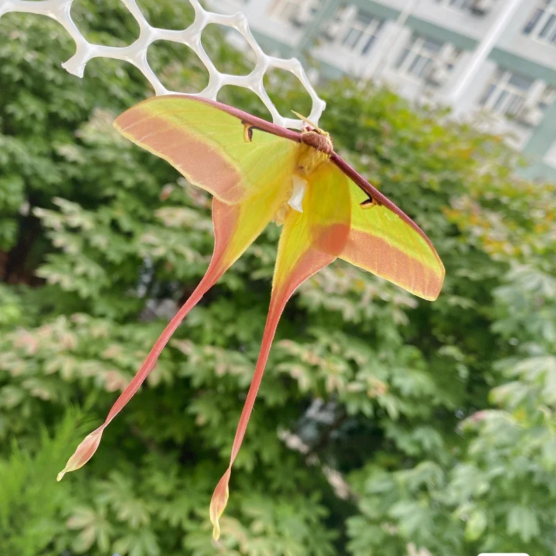 Real insect specimen Actias dubernardi Oberthur Collection hobby DIY crafts home decoration 3