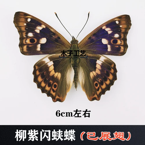 Real Butterfly Specimen Insect Specimen Teaching Specimen DIY Self-sealing Bags Optional Varieties  home accessories 