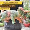 Big Triceratops