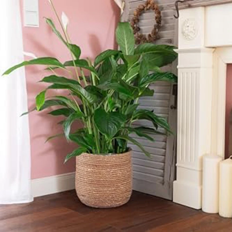 

Seagrass Flower Pot - Woven Plant Pot - Decorative Plant Basket With Plastic Film Insert In Boho Style S Easy To Use