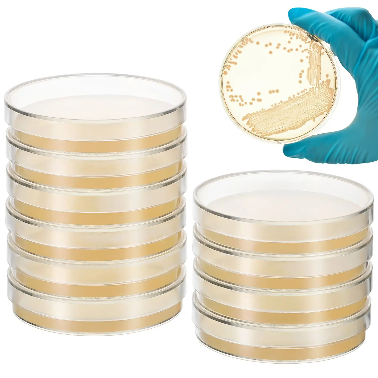 Petri Dishes 10pcs Prepoured Agar Plates Agar Petri Dishes Tissue Culture Plate Laboratory Dishes Science Experiment Supplies