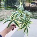 Light yellow green
