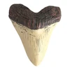 Home Decoration Resin Shark Teeth 5inch Giant Megalodon Tooth Marine Bology Teaching Props Beige Shark Teeth Fossil Best Gifts 1