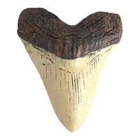 Home Decoration Resin Shark Teeth 5inch Giant Megalodon Tooth Marine Bology Teaching Props Beige Shark Teeth Fossil Best Gifts 1
