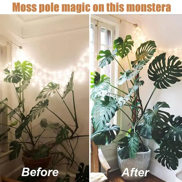 Hajlítható Coco Coir Növényi Tartó Tét Hegymászó Meghosszabbítás A Monstera Plant Pole -Hez Beltérihez - Image 2