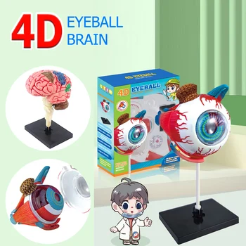 4D Human Eye & Brain Anatomy Model 1