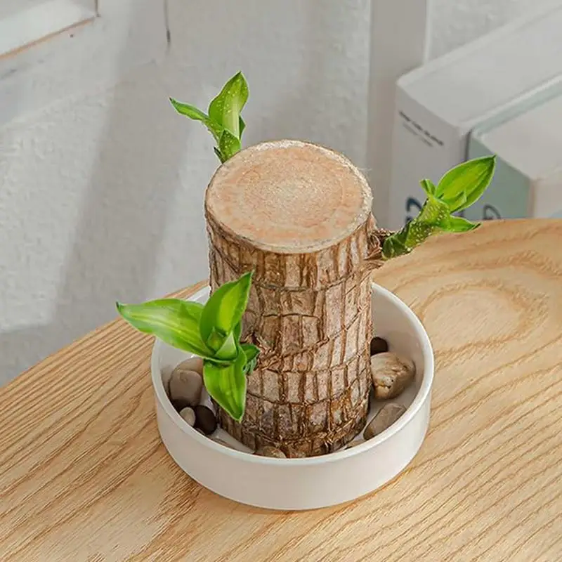 Brazilian Wood Pallet Desk Decor Elegant Saucer Hydroponic Plant Tray hydroponic germination tray hydroponic gardening kit hydroponic planting tools hydroponic planting basket Versatile Brazilian Wood Plant Plates Chic Jewelry Tray