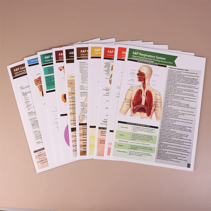Anatomy & Physiology Guide Set 4