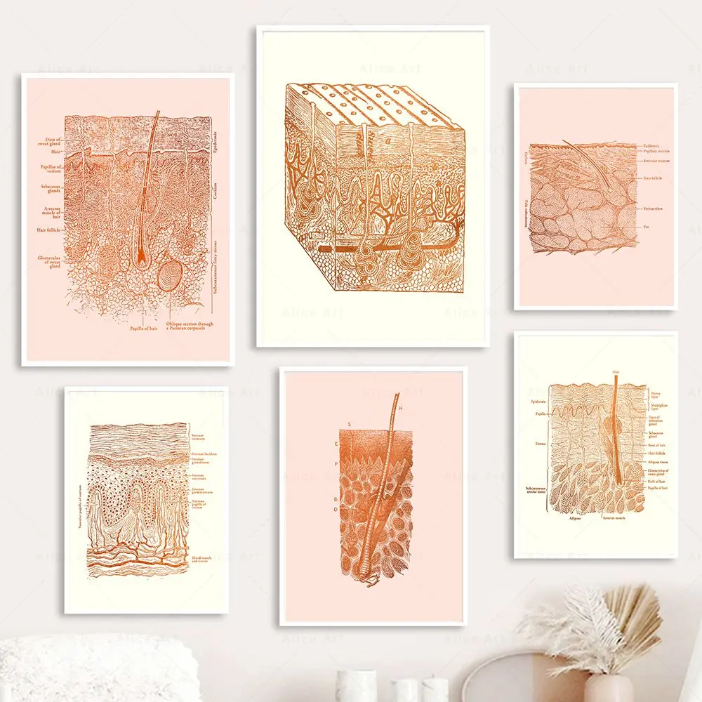 Anatomia Educativa Poster Della Pelle Umana Estetista Anatomia Della Pelle Medical University Art Canvas Painting Print Wall Decor Custom