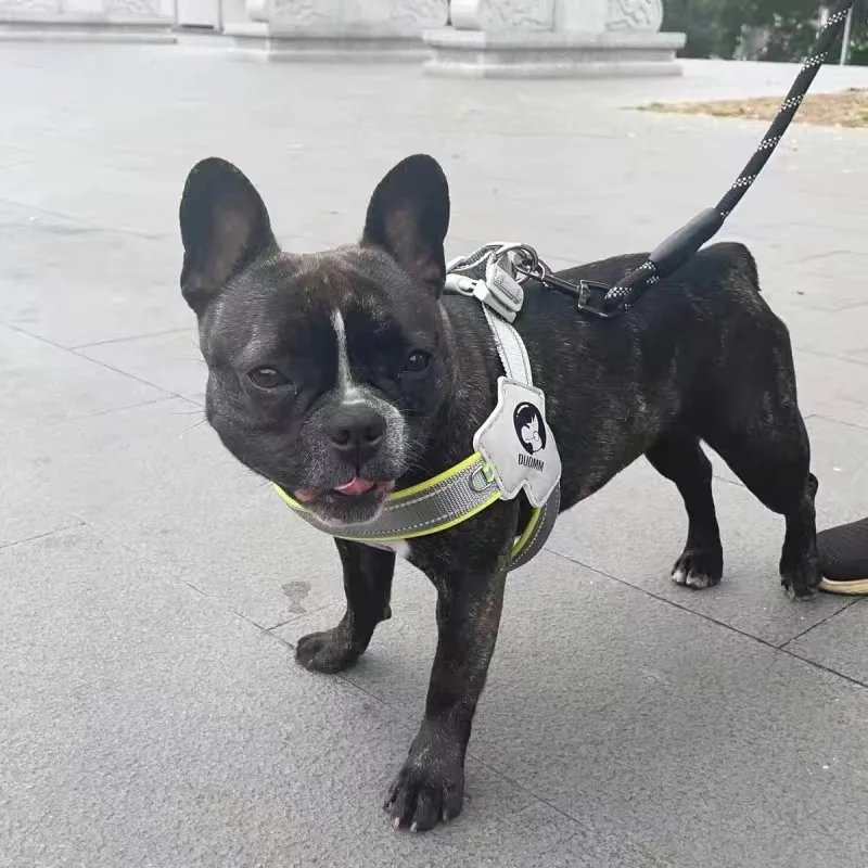 The Pitbull Store - 🚨We one beautiful LV Frenchie harness