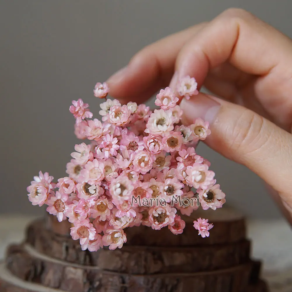 Preserved Little Star Flowers - 100pcs for Wedding and Home Decoration