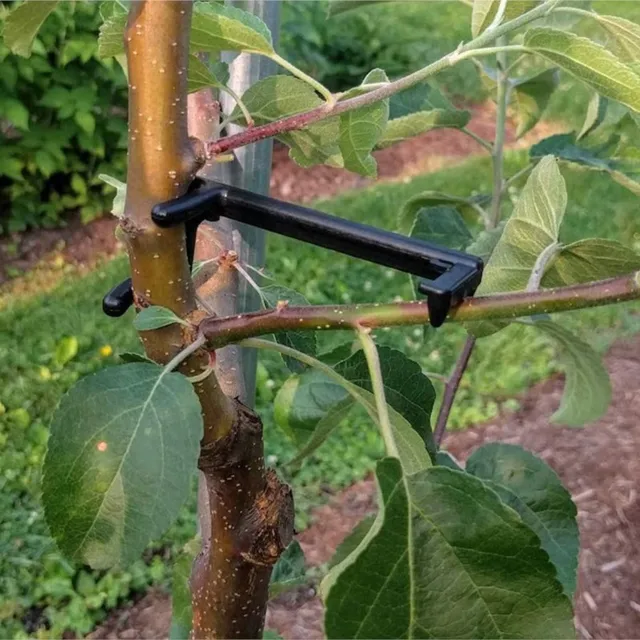 5Dcs Gyümölcsfa Ág Végtag -Terjedője Az Erősen Elterjedő Lábszögek Ágak Bonsai Csomagtartók Modellező Eszközök - Image 4