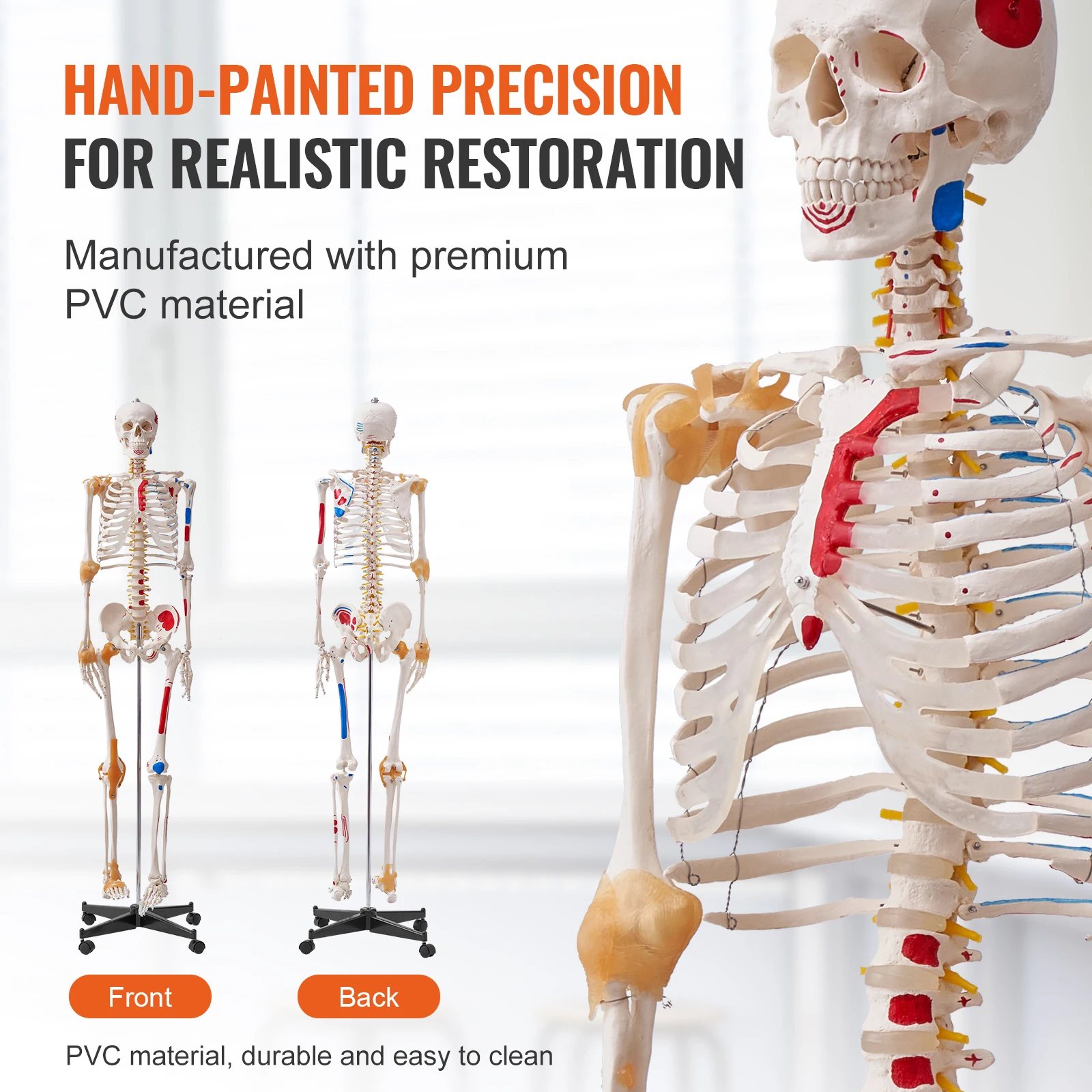 VEVOR Human Skeleton Model for Anatomy 71.65" Life Size PVC Anatomy Skeleton Model with Movable Arms Legs & Jaw for Teaching