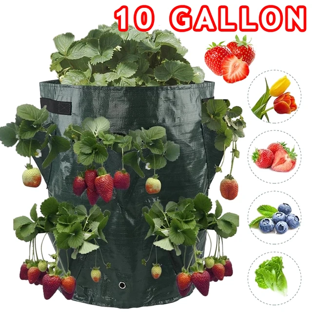 10 Gallon