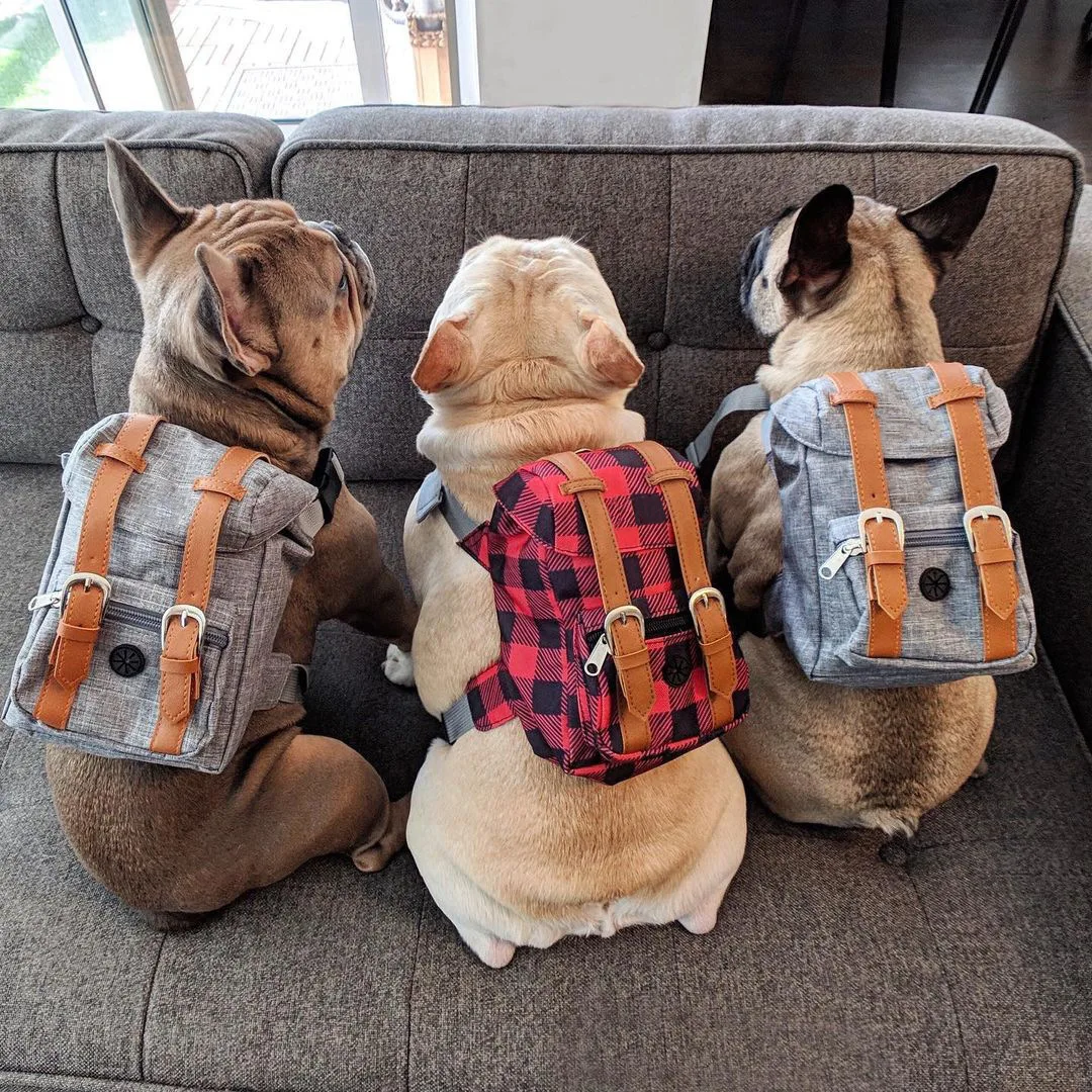 Preppy Style Bulldog Dog Travel Backpack Harness For Small