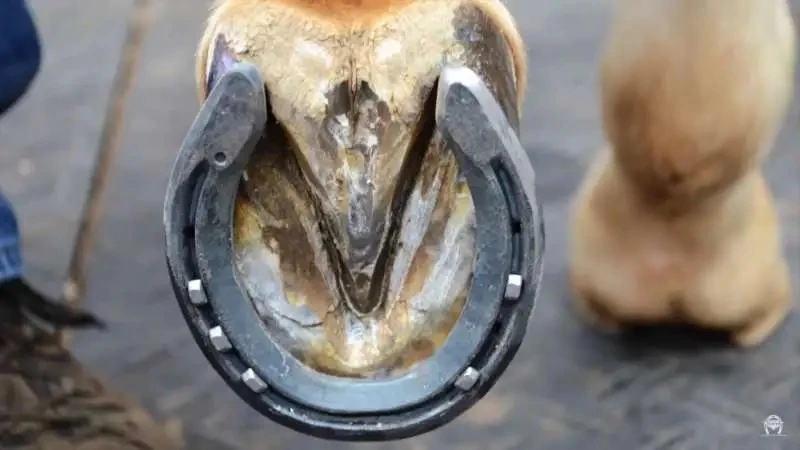 Horse Shoe Nails Horse Training Equestrian Harness Repair Hoof Nails Palm Horse Riding Supplies Equestrian Equipments 3