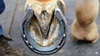 Horse Shoe Nails Horse Training Equestrian Harness Repair Hoof Nails Palm Horse Riding Supplies Equestrian Equipments 3