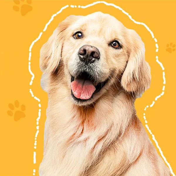 AsyPets Global Store