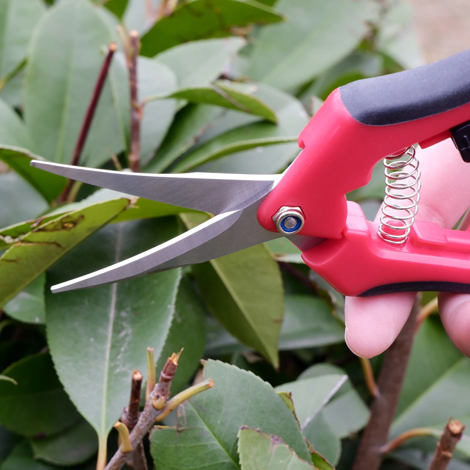Garden Pruning Shears Garden Trimming Scissors Gardening Hand Pruning Snips Titanium Coated Precision Bonsai 1PC/3PCS garden scissors pruning shears garden tools garden pruner