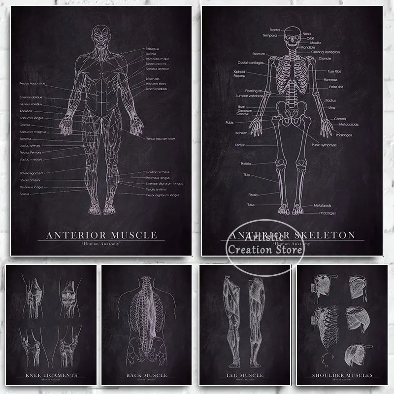 In Bianco E Nero Anatomia Umana Arte Poster Clinica Arte Medica Scheletro Organo Sistema Muscolare Stampa Su Tela Educazione Umana Decorazione Della S