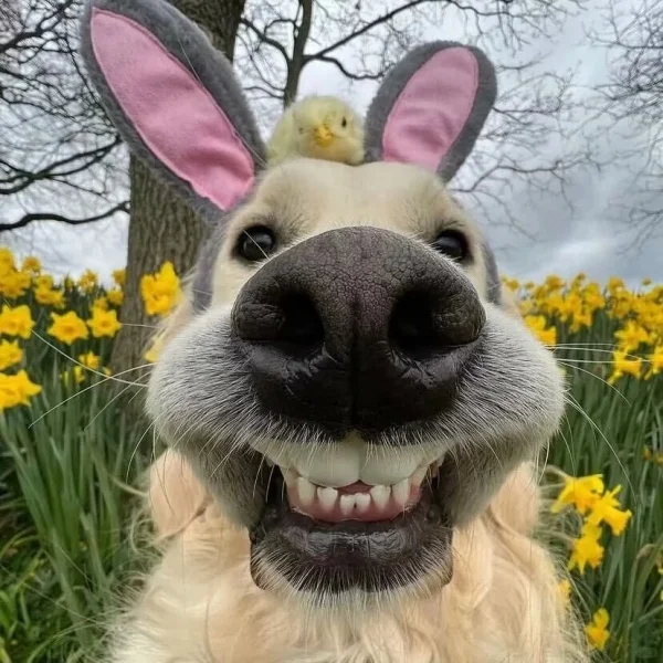 Happy Puppy Toy Store
