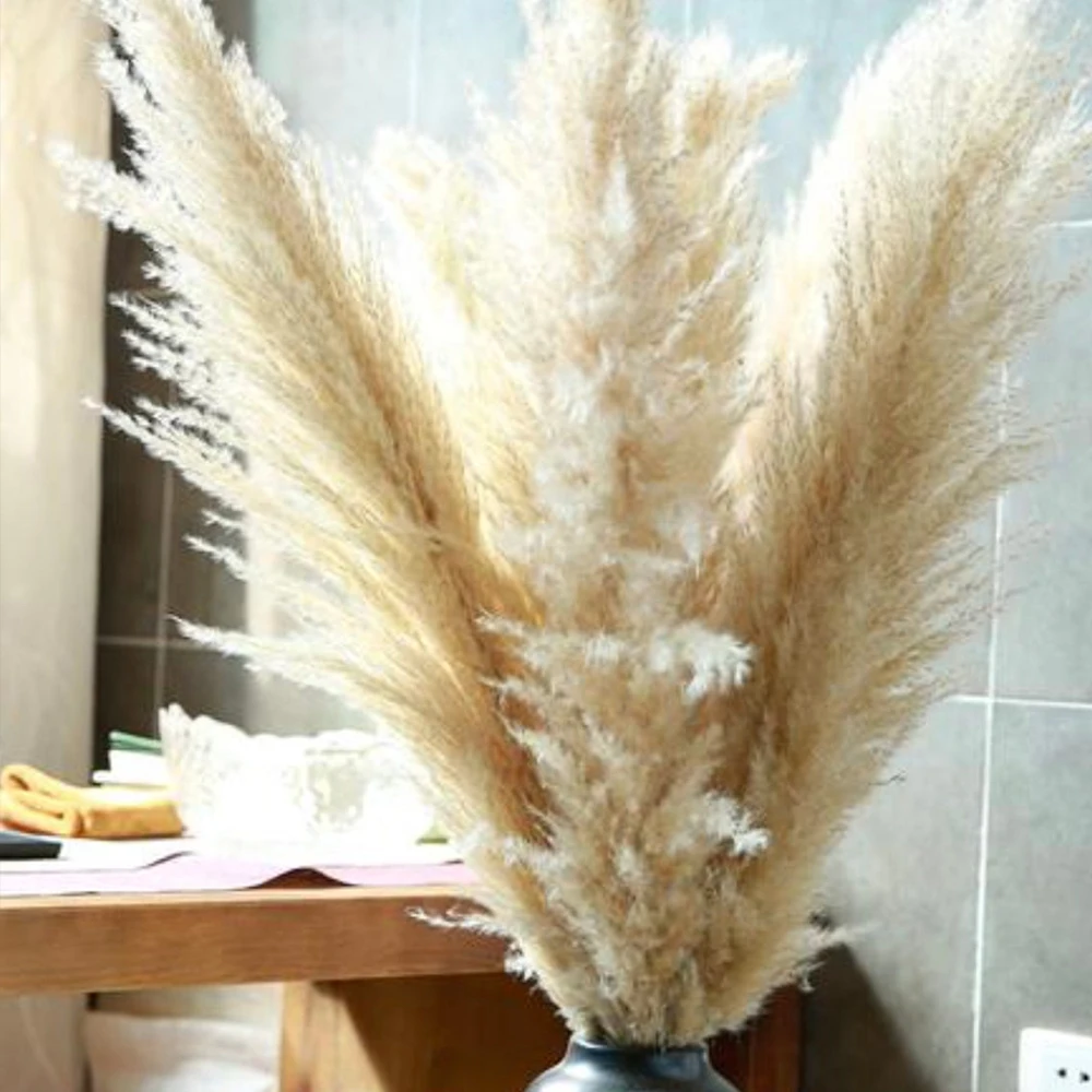 

Pampas Grass Large Beige Natural Living Room Decoration Fluffy Long Dried Flowers for Interior Wedding Arch Floral Decorations
