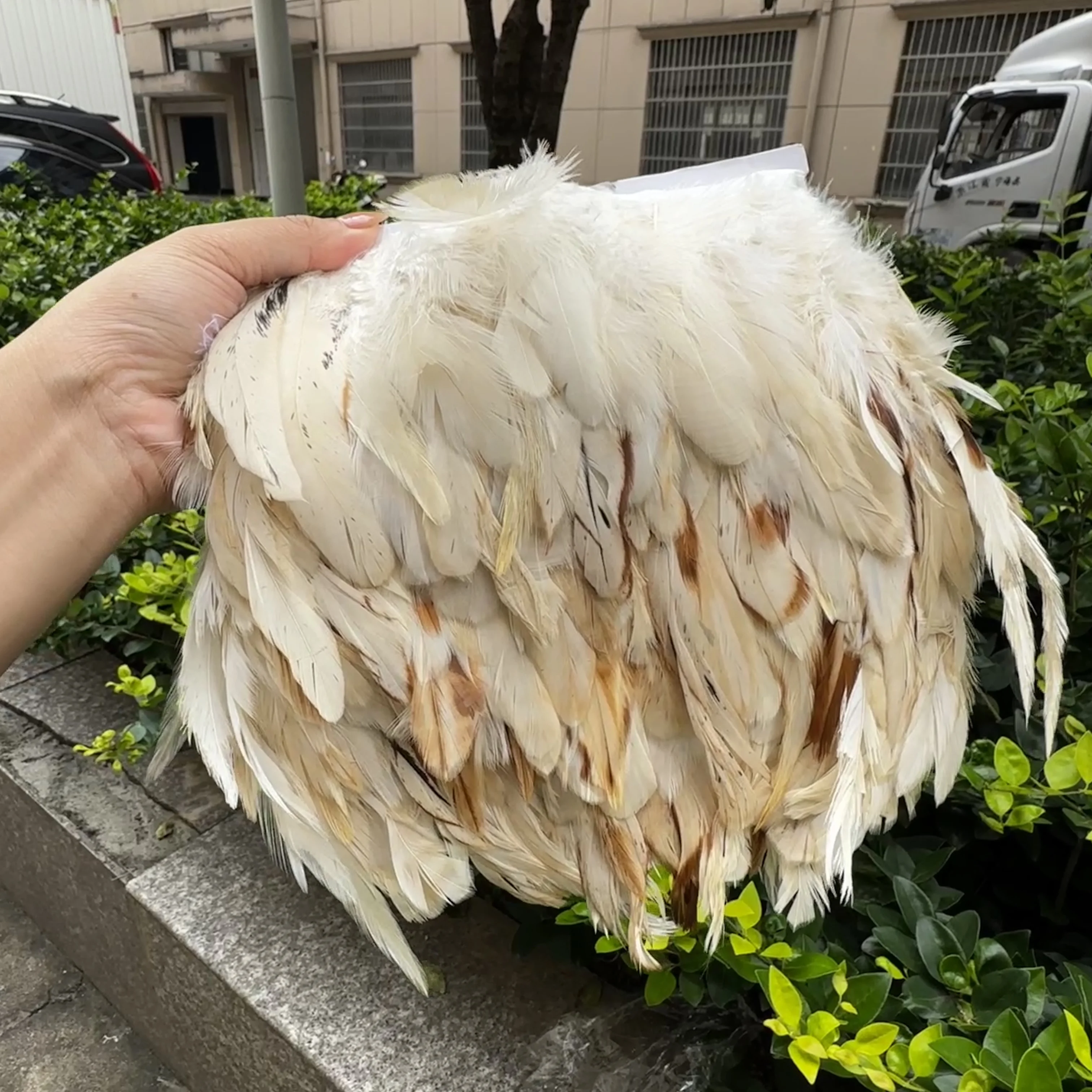 

Wholesale 10M Rooster Chicken Feathers Trim 10-15CM Natura White Feather With Ribbon for Sewing Dress Clothing Carnival Plume