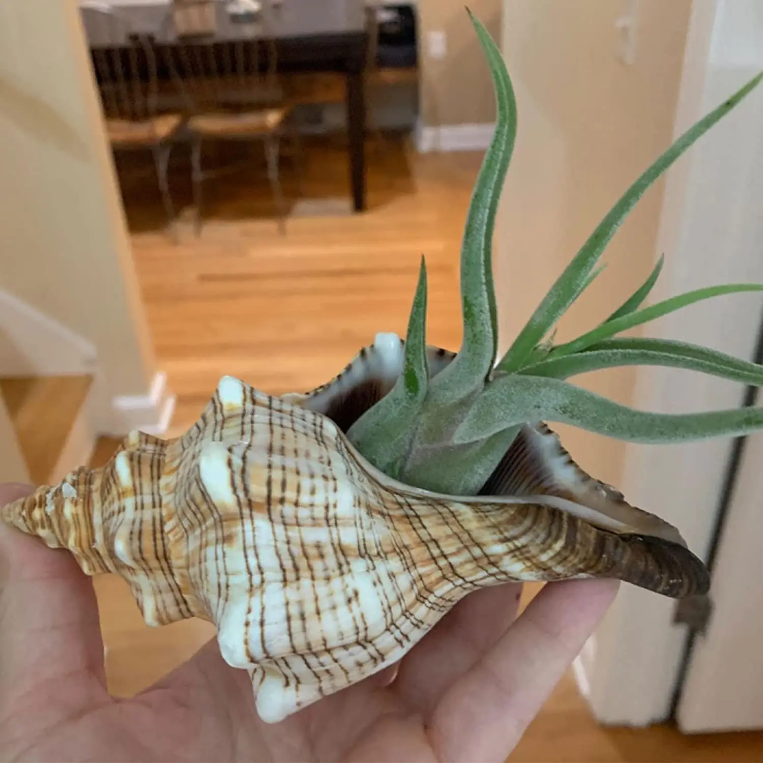 Natural Shell Ornaments Large Striped Fox Conch Shells Filamentous Horse Conch