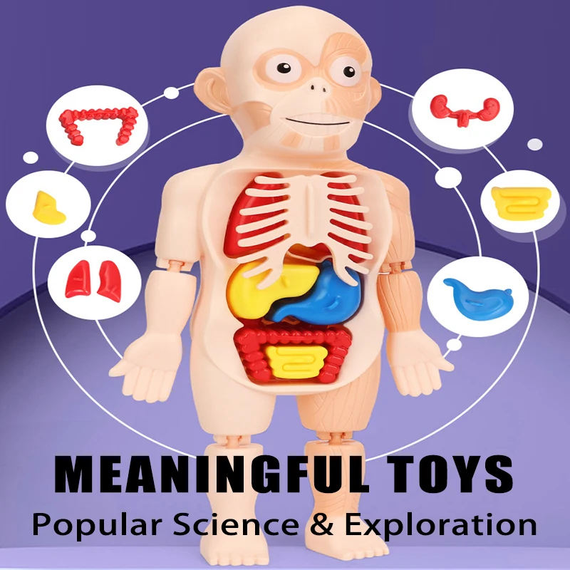 3D Human Body Torso Model Educational Learning DIY Assemble Puzzle Toy Children Kids Montessori Body Organ Medical Teaching Tool