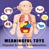 3D Human Body Torso Model Educational Learning DIY Assemble Puzzle Toy Children Kids Montessori Body Organ Medical Teaching Tool 2