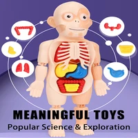 3D Human Body Torso Model Educational Learning DIY Assemble Puzzle Toy Children Kids Montessori Body Organ Medical Teaching Tool 2