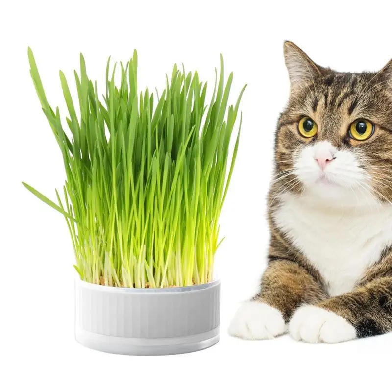 Kit De 2 Bandejas Hidropónicas Para Hierba De Gato, Con Tijeras Y Pulverizador - Cultivo Sin Tierra, Fácil Y Limpio