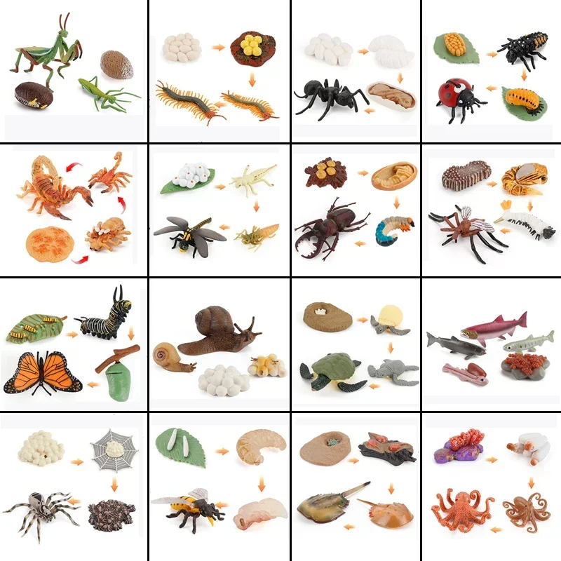 Animal Life Cycle Board Children Toys Montessori Teaching Aids Plant Animal Growth Cycle Model Set preschool cognitive Toys 6