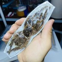 Stygophrynus Dammermani Real Spider Specimen A- Exotic Rainforest Insects Steam Beetle Collection Photography Home Decor 2