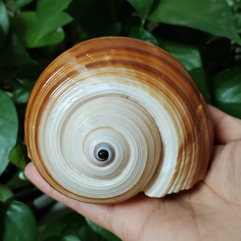 12-14CM Large Giant Tun Shell Maroon Tonna Galea Conch for For Collection Wedding Decorations, Fish Tank Party and Table Decor