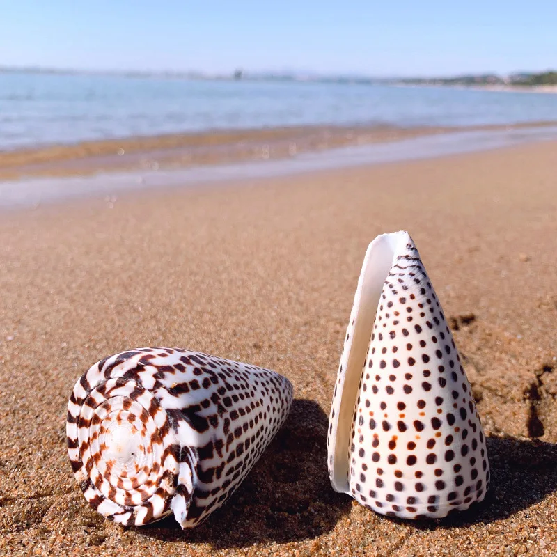 Natural Leopard Cone Big Alaphbet Cone Shell Lithoconus leopardus Real Black Spot Shape Sea Shells for Nautical Home Decoration natural shell ornaments