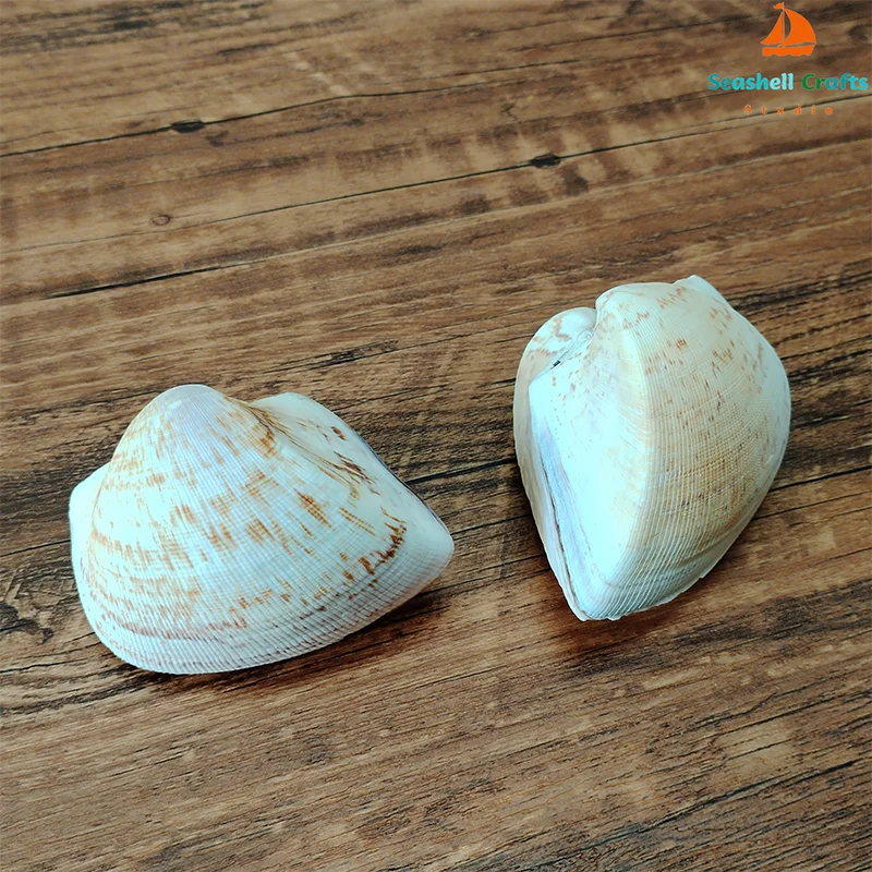 2 PC Large Trigonia Clam Shells 7cm-10cm Real Chocolate Clam Wedding Gift  Natural Shell Collection Specimen Home Office Decor - AliExpress