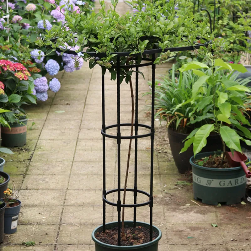 

Horticultural umbrella shaped rose climbing vine rose clematis climbing mushroom multi flowered rose, green plant support pole.