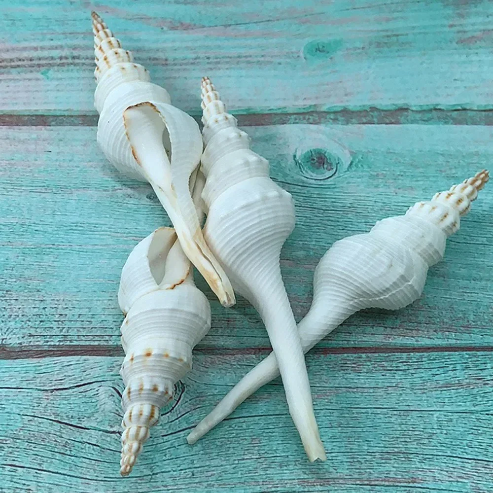 4PCS Natural Shell Ornaments Conch Changting Snail White Fairy Snail Marine Biological Specimen Aquarium Decoration Sea Shells Jewelry DIY natural shell ornaments