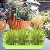 Seedling Sprouter Tray Soil-less Big Capacity Germination Tray Microgreens Plant Propagation Trays Healthy Wheatgrass Grower 4