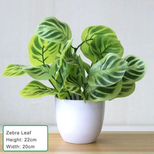 Zebra leaf