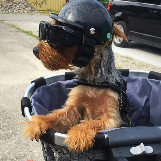 lunettes pour chien moto