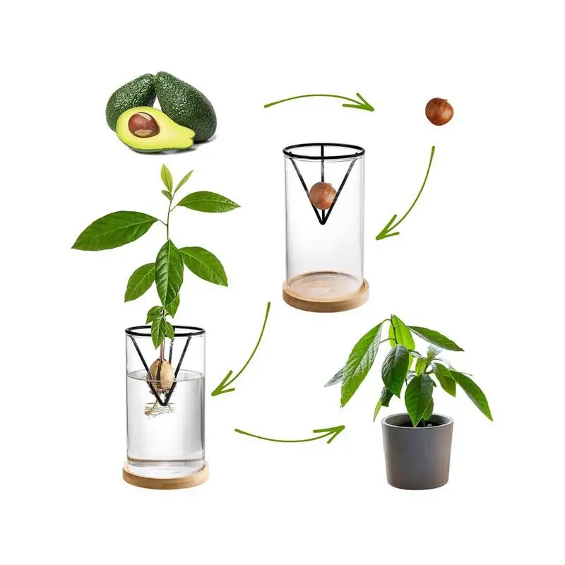 3 Pack Avocado Tree Growing Kits, Glass Avocado Seed Vase With Triangle Bracket And Bamboo Base, Sprouting Plant Pot 2