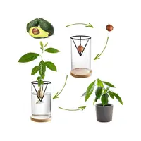 3 Pack Avocado Tree Growing Kits, Glass Avocado Seed Vase With Triangle Bracket And Bamboo Base, Sprouting Plant Pot 2